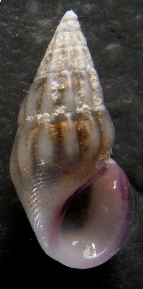 Verifica determinazi9oni Rissoe